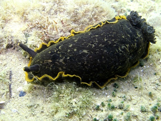 Dendrodoris limbata